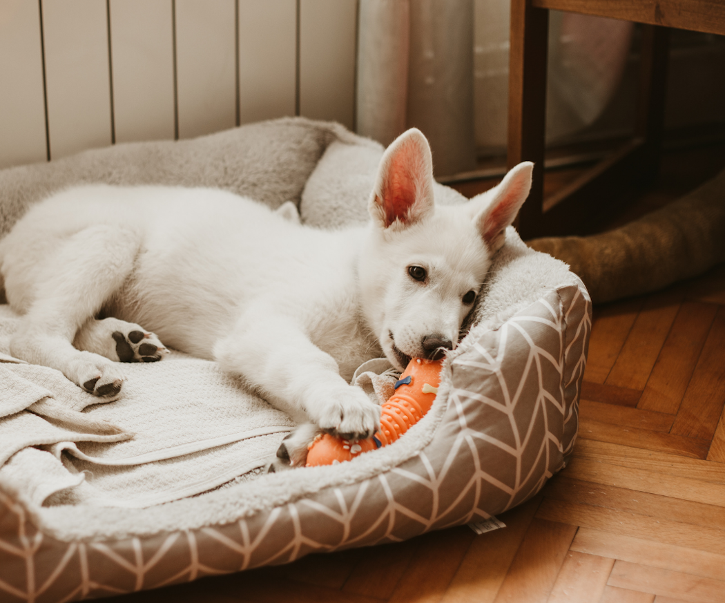 artikel-tecken-pa-att-valpen-tappar-tander