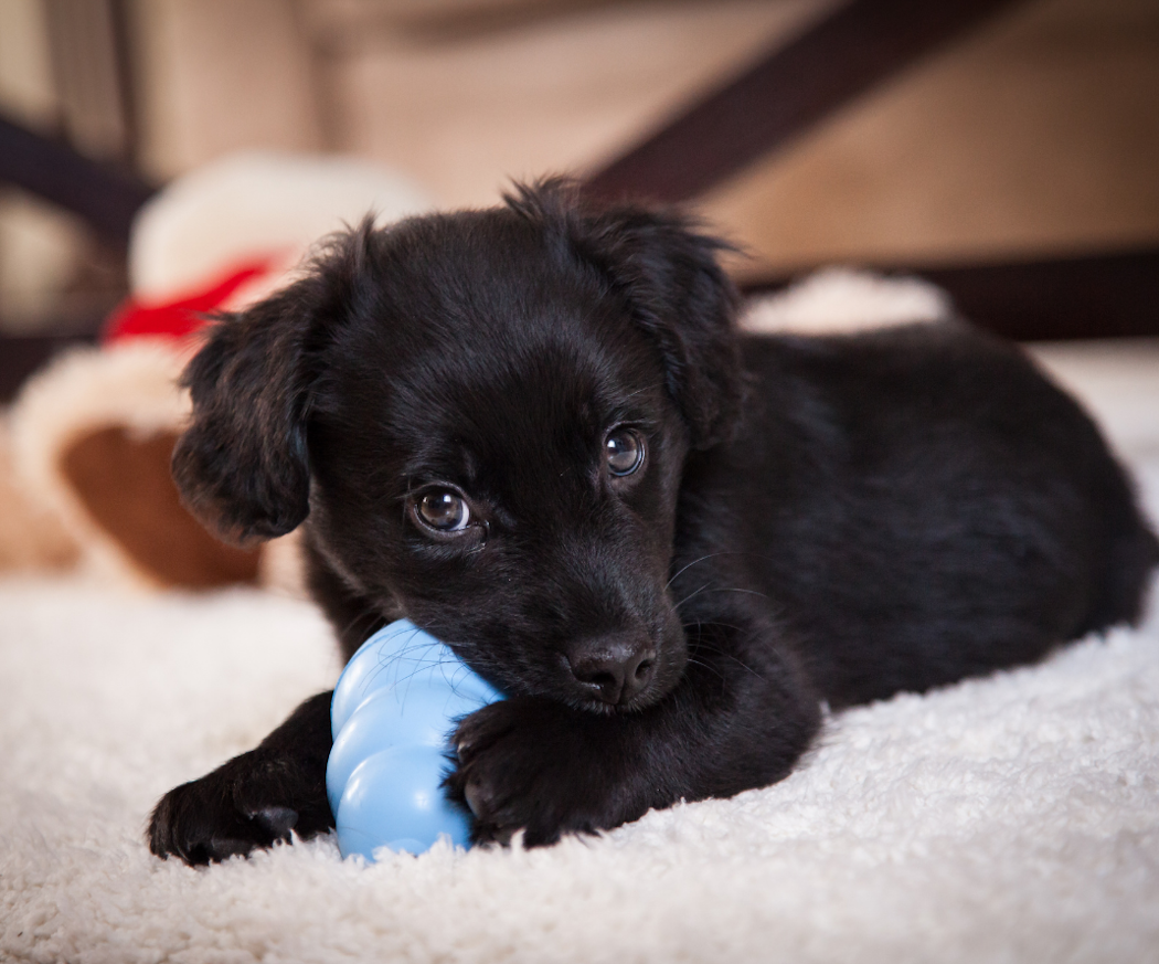 artikel-valpen-tander