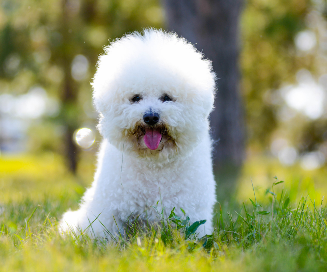 raser-som-ofta-upplevs-som-mer-allergivanliga