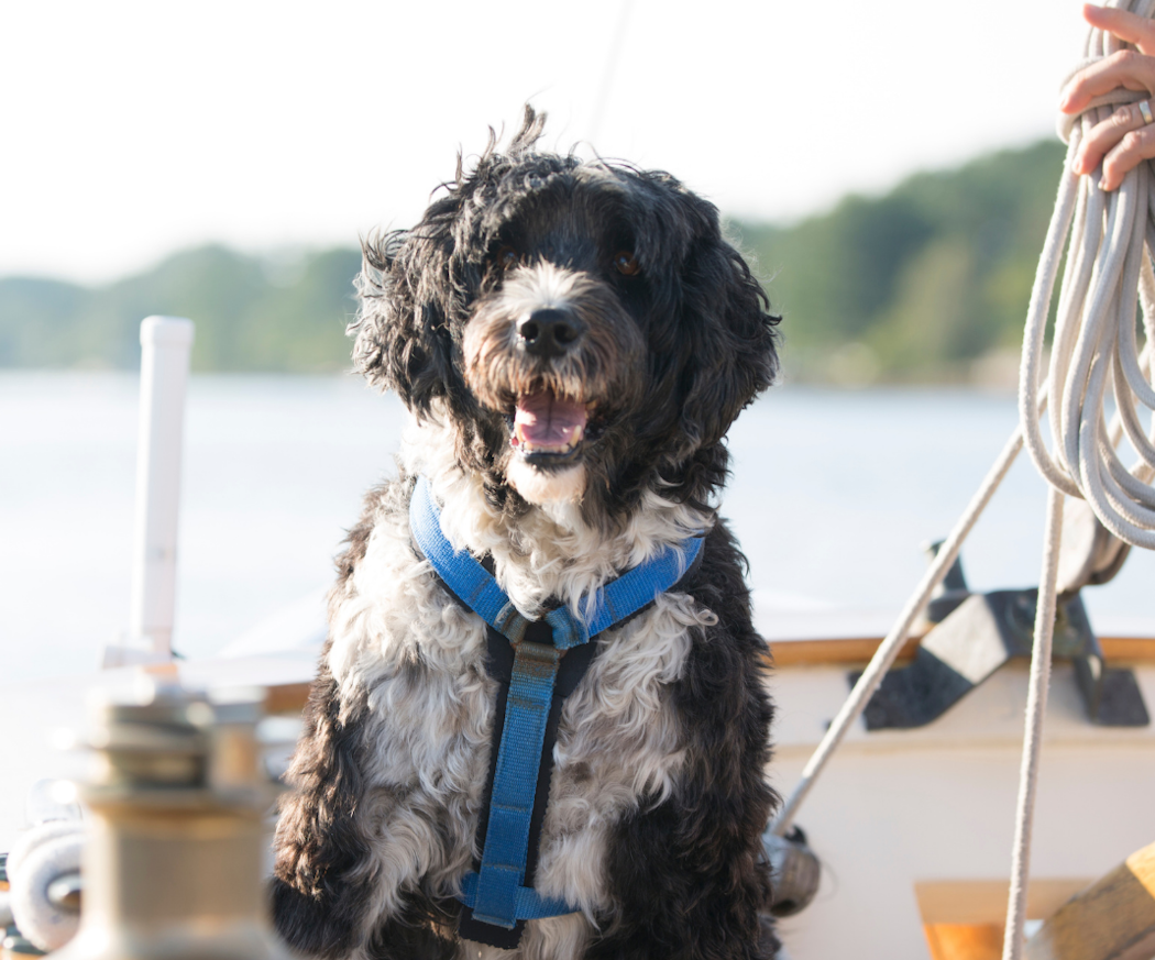 vad-betyder-egentligen-allergivanlig-hundras