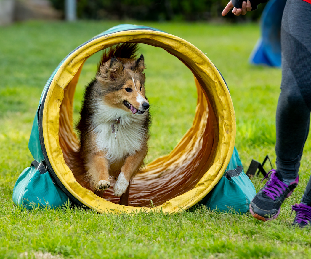 tavlingsformer-och-klasser