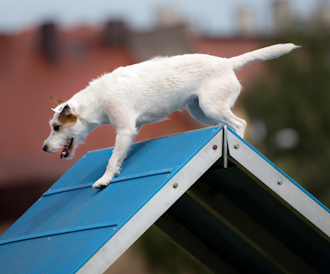Agility för hund – träning, utrustning och tävlingsformer | ZOO.se