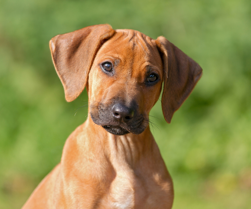 forsta-tiden-med-valpen-sa-far-ni-en-trygg-start-tillsammans