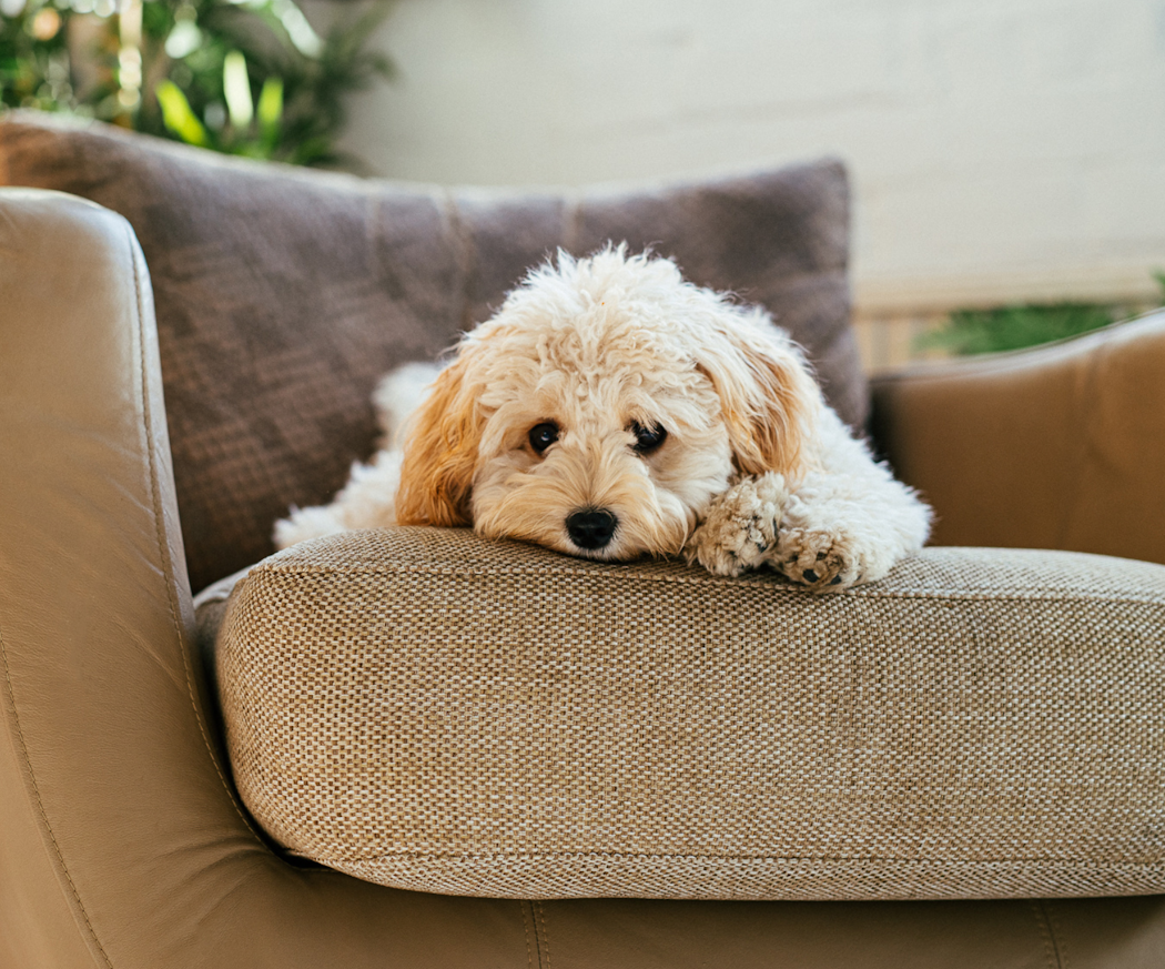 veterinarbesiktning-och-diagnos