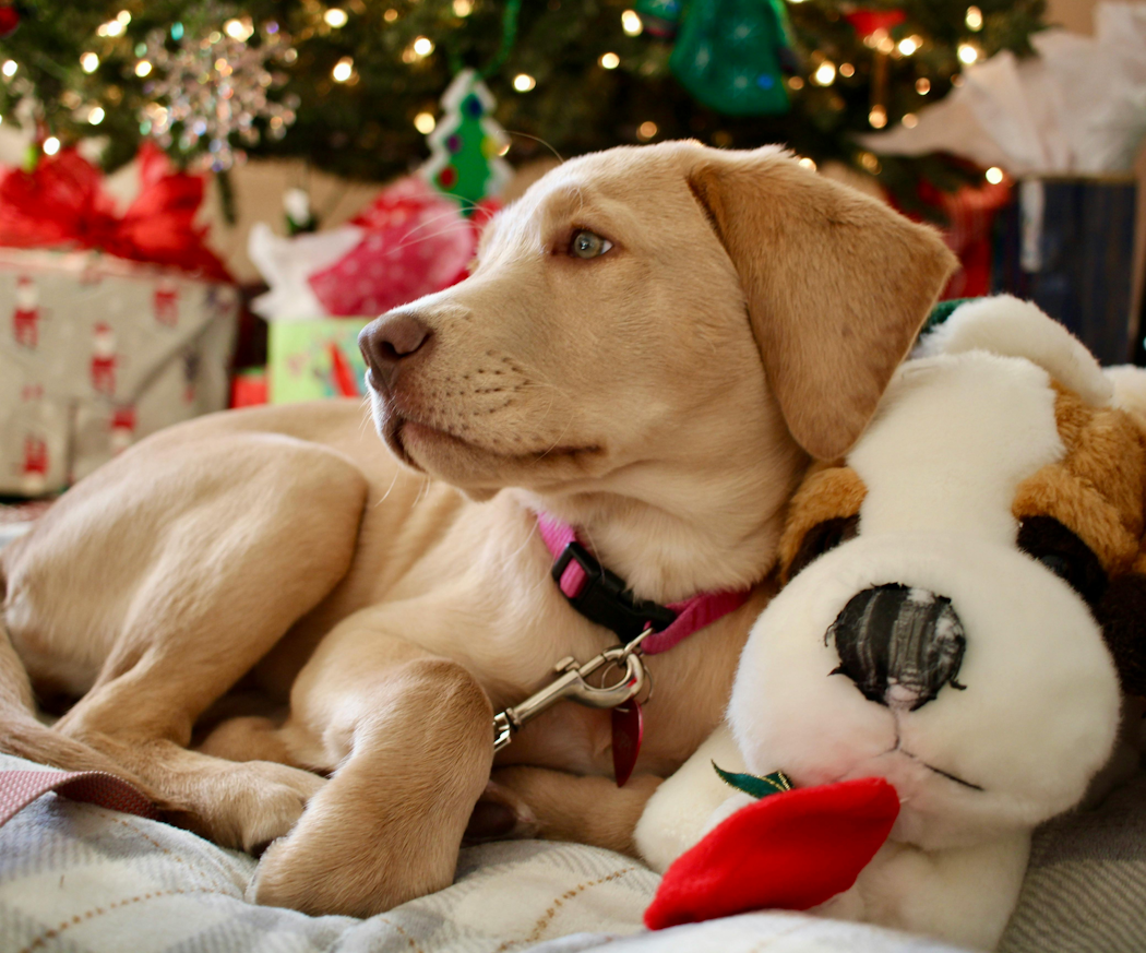 sa-gor-du-din-egen-adventskalender