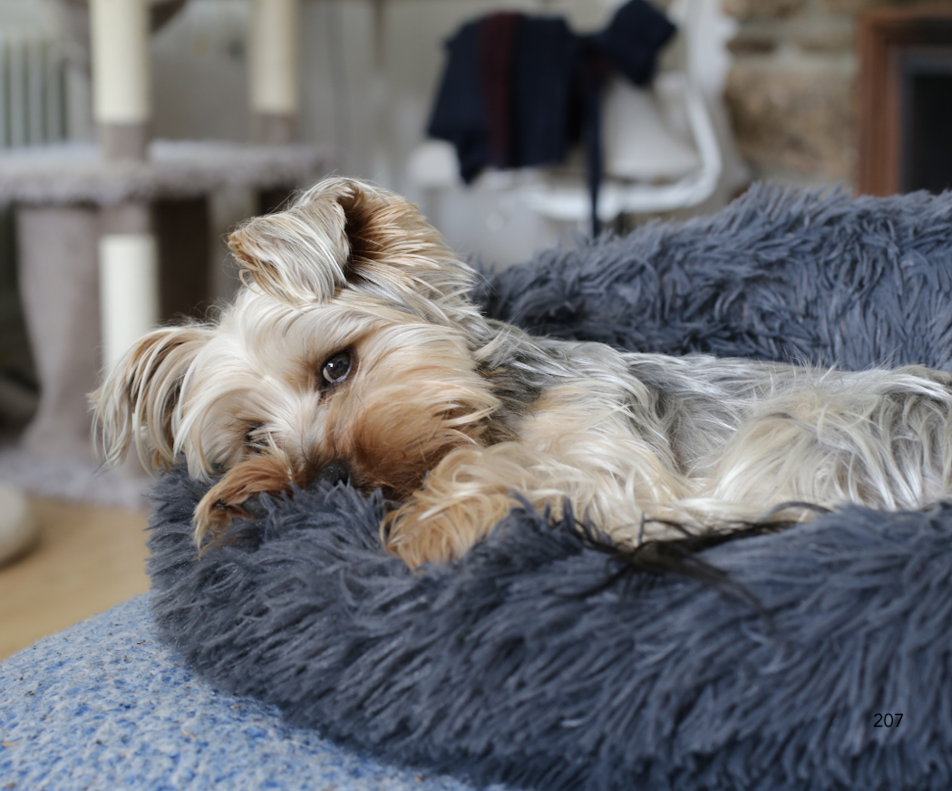 skapa-en-trygg-plats-for-din-hund