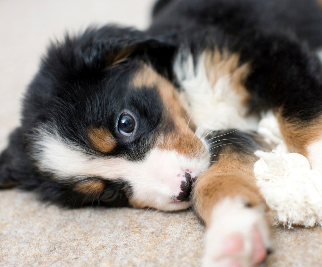 vad-du-behover-tanka-pa-innan-du-koper-hund