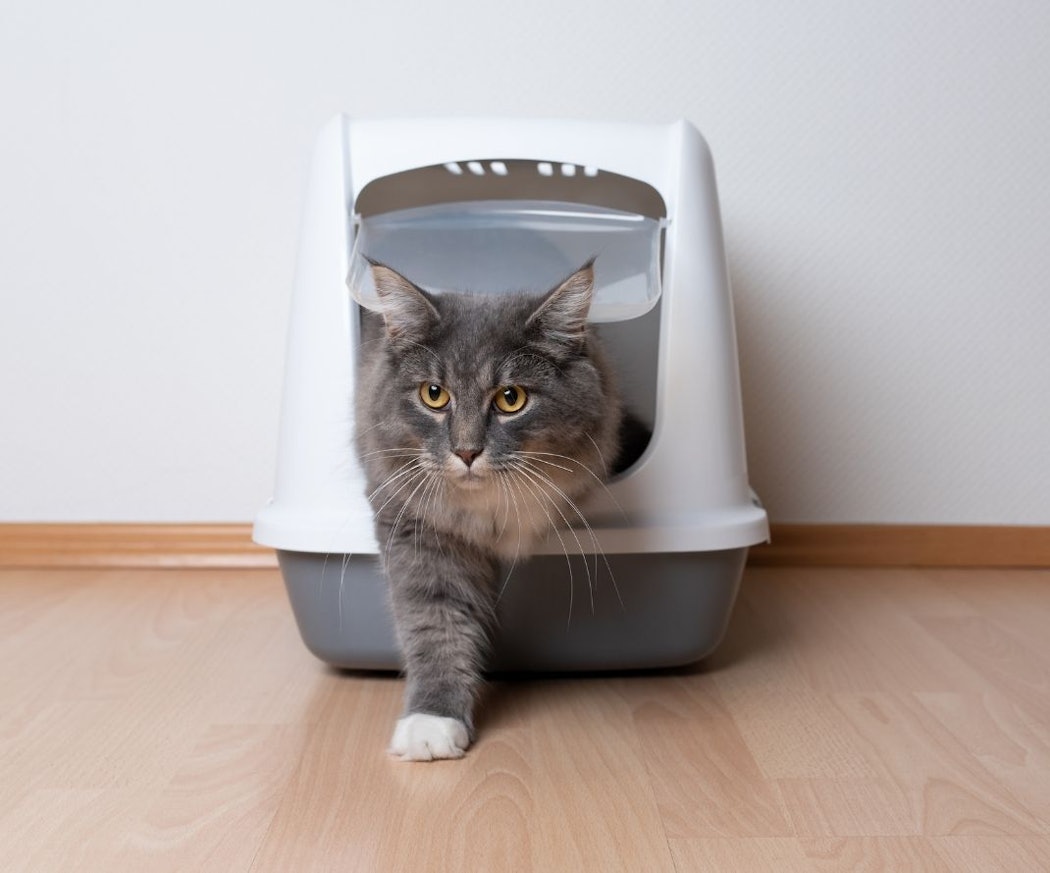 vilken-kattla%cc%8ada-ska-jag-vilja