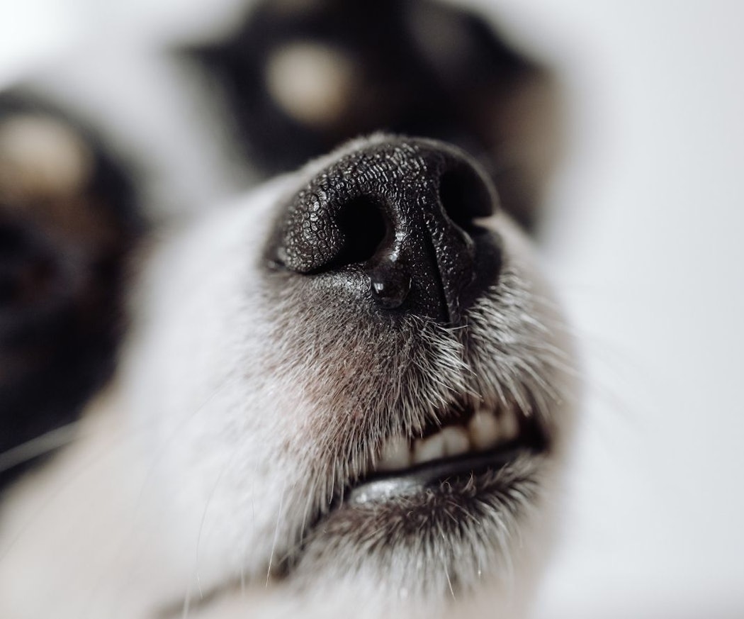 artikel-nosework-hund-vad-a%cc%88r-nosework