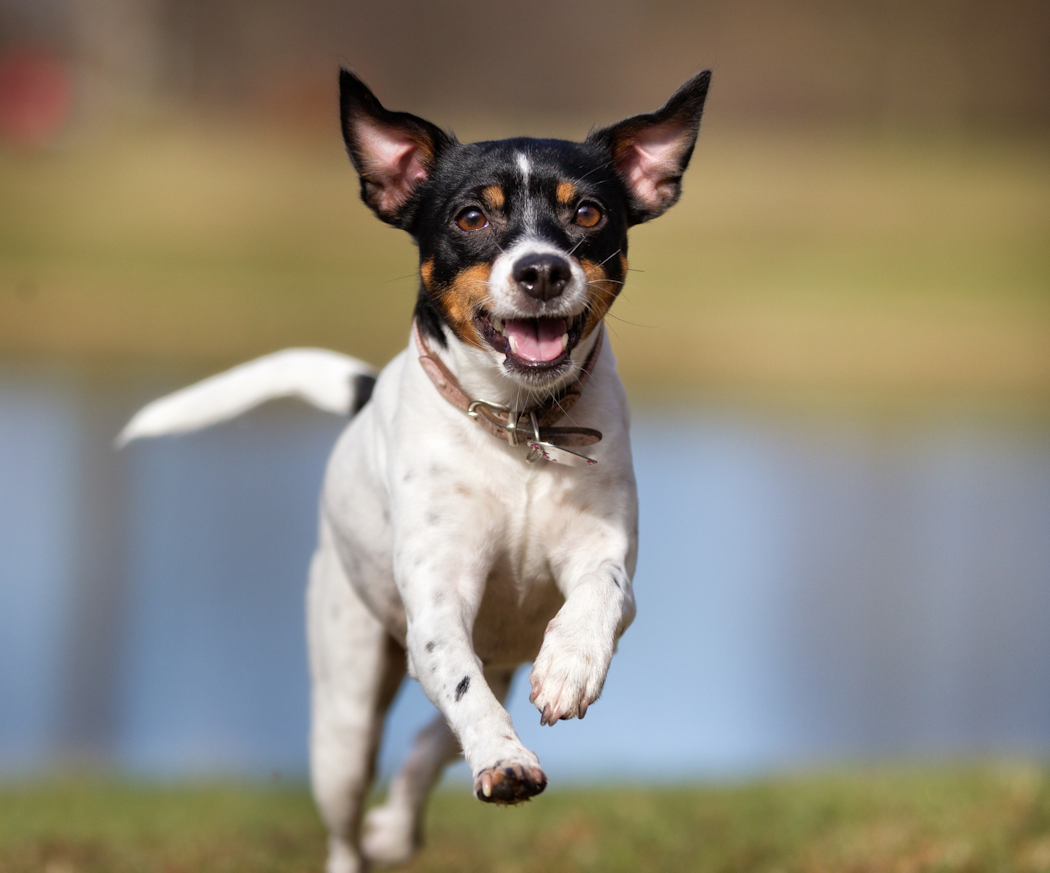 dansk-svensk-gardshund-image-desktop-1