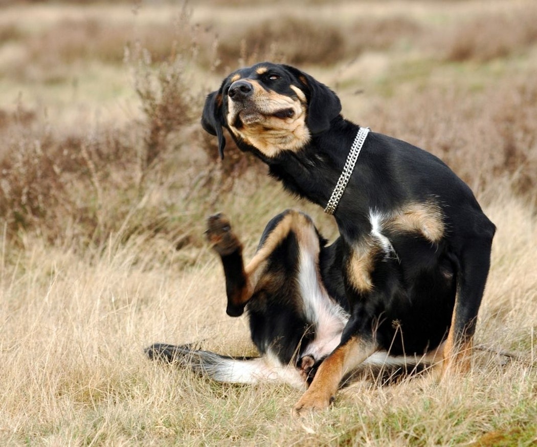 kla%cc%8ada-det-tydligaste-tecknet-pa%cc%8a-allergi