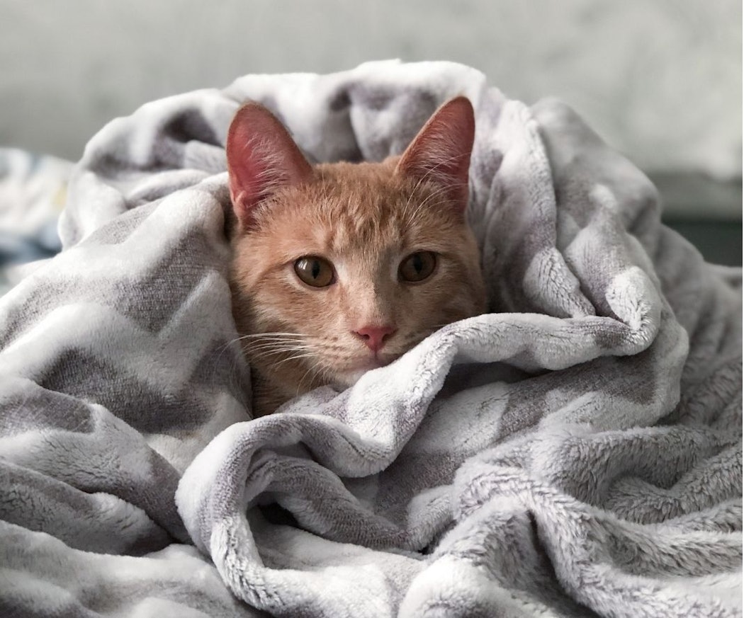 orska-till-katt-lo%cc%88s-i-magen