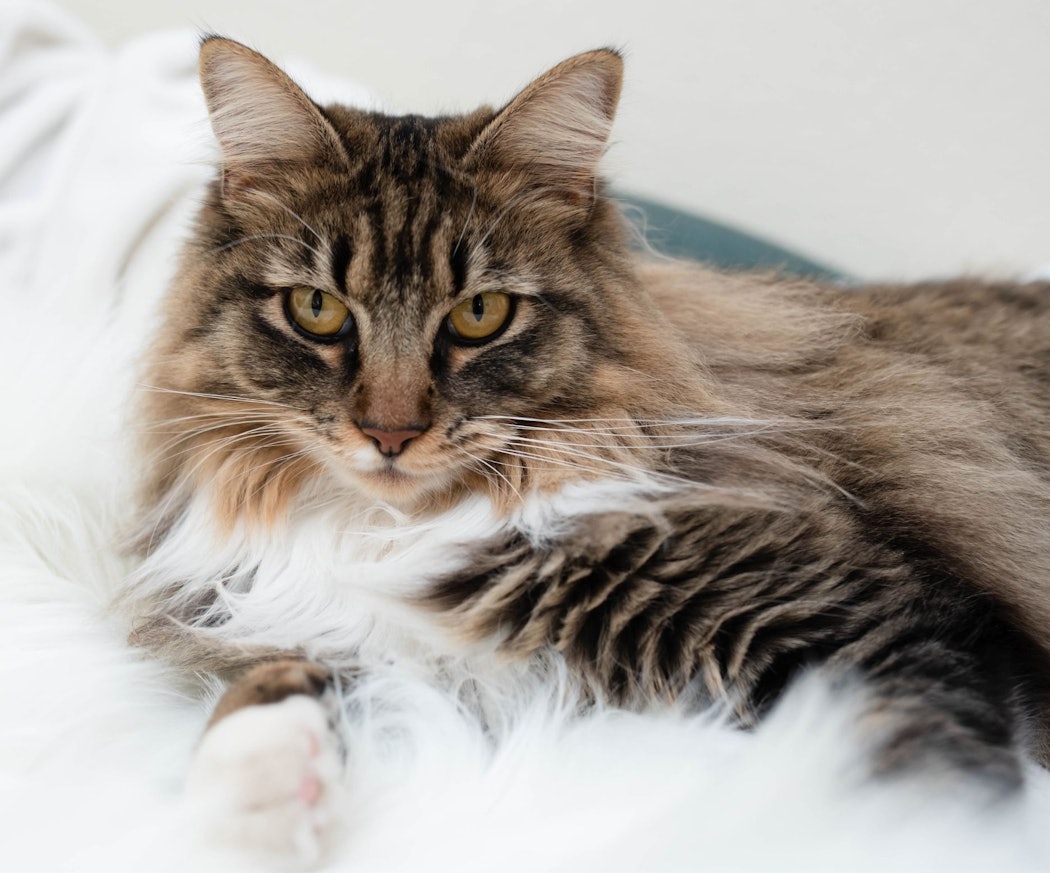 sa%cc%8a-skyddar-du-din-katt-mot-mask