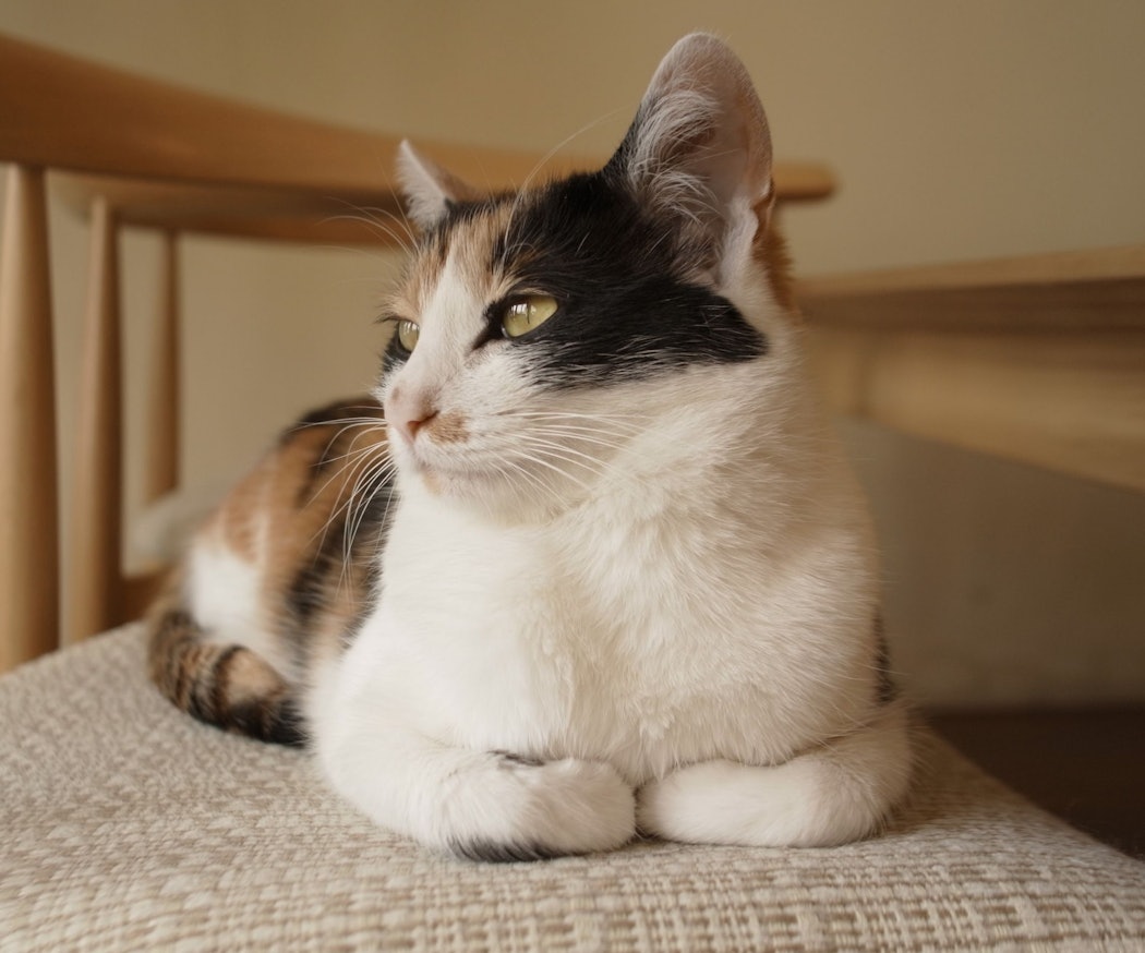 behandling-av-ringorm-hos-katt