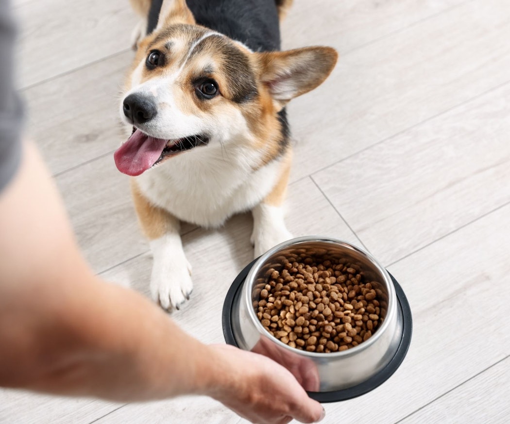 vad-a%cc%88r-foderallergi-hos-hund