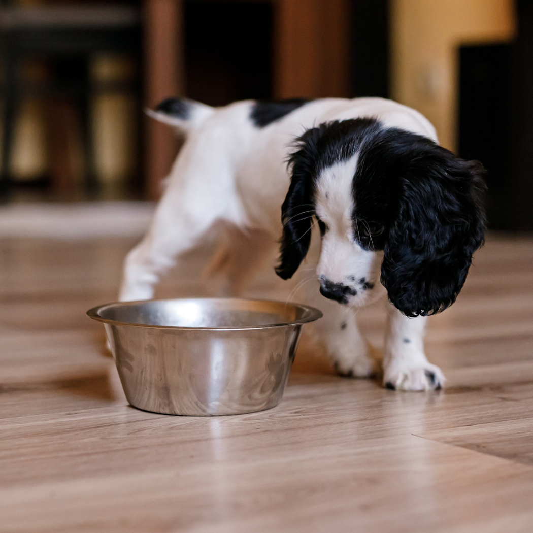 sa-valjer-du-valpfoder-3